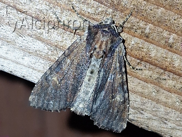 Apamea lateritia