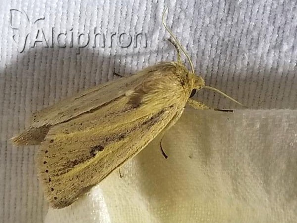Globia sparganii