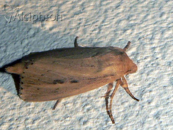 Globia sparganii