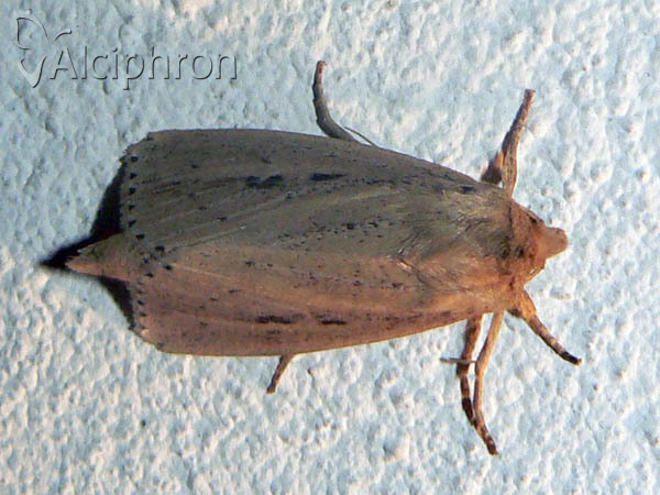 Globia sparganii