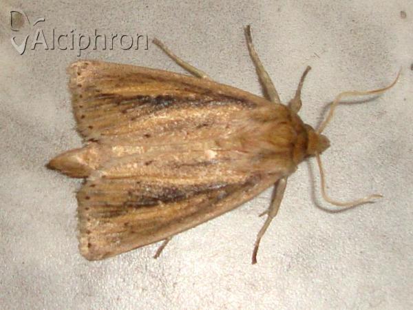 Globia sparganii