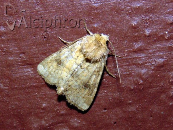 Photedes minima