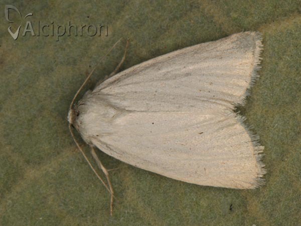 Photedes morrisii