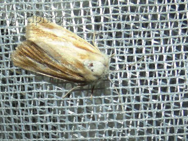 Oria musculosa