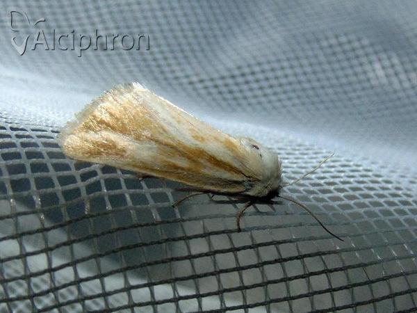 Oria musculosa