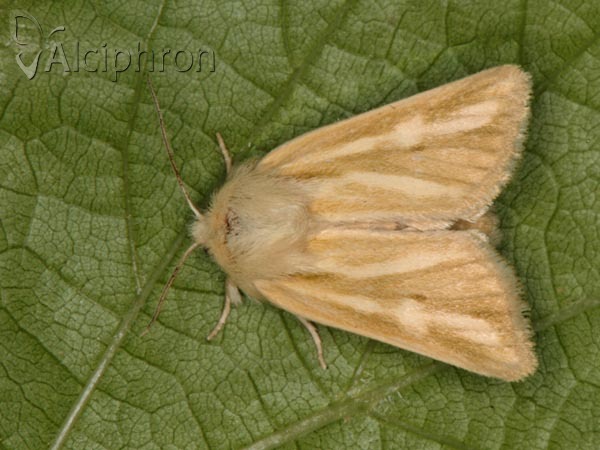 Oria musculosa