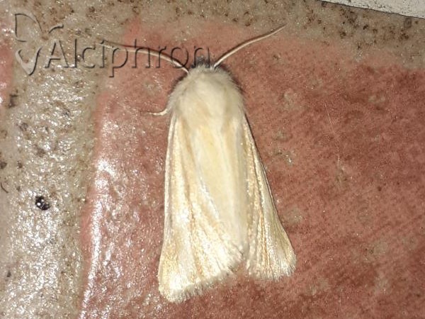 Oria musculosa