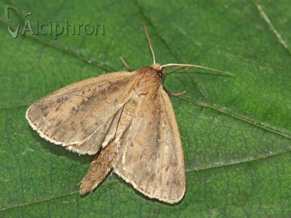 Archanara neurica