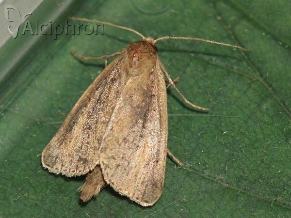 Archanara neurica