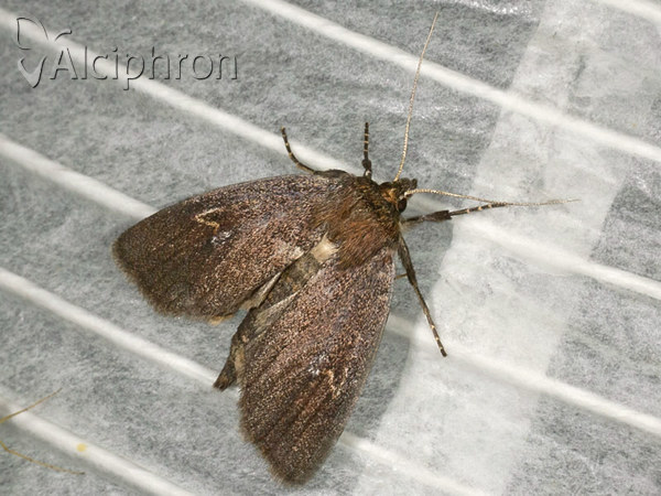 Archanara dissoluta