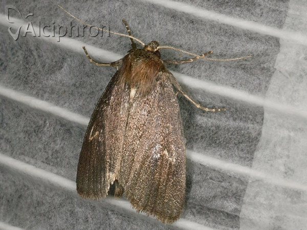 Archanara dissoluta