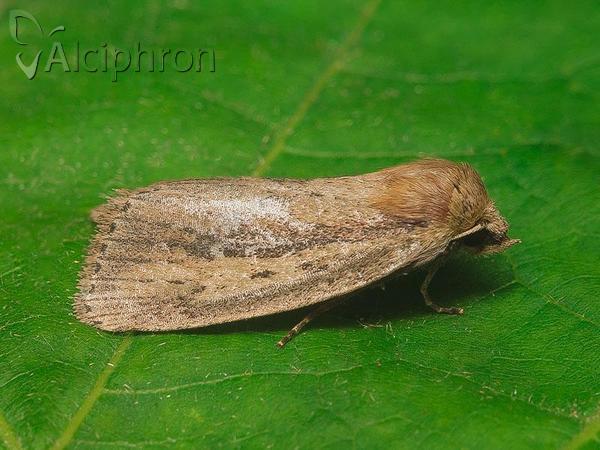 Archanara dissoluta