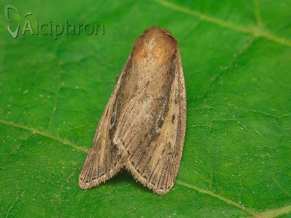 Archanara dissoluta