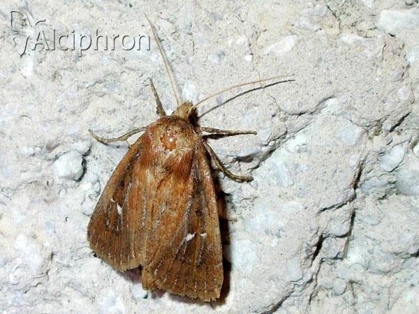 Lenisa geminipuncta
