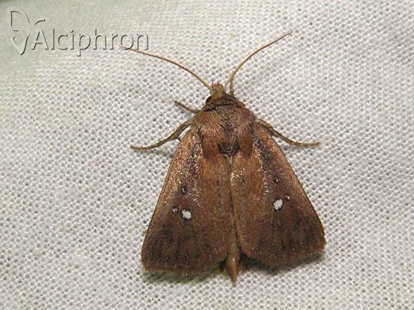 Lenisa geminipuncta