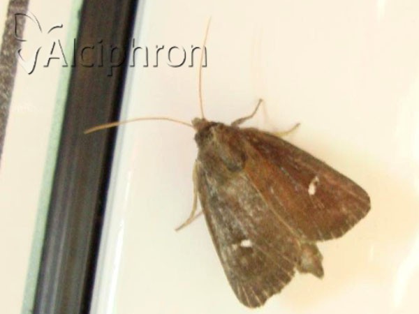Lenisa geminipuncta
