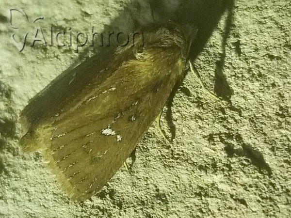 Lenisa geminipuncta