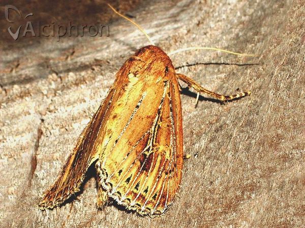 Nonagria typhae