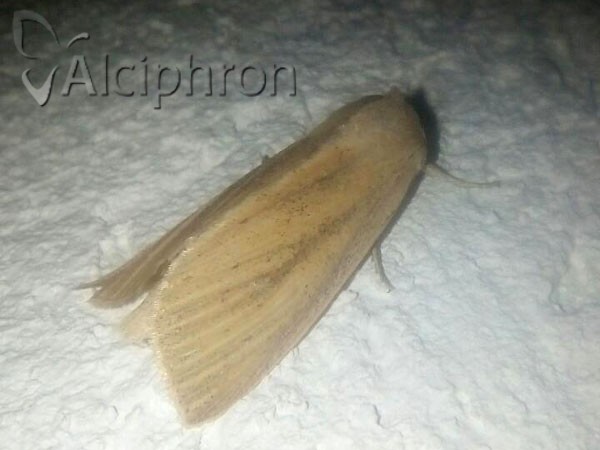 Sedina buettneri