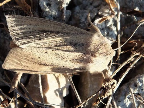 Rhizedra lutosa