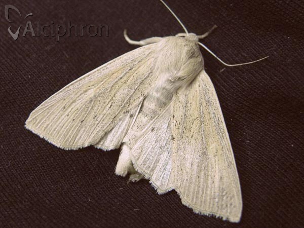 Rhizedra lutosa