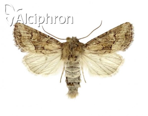 Luperina dumerilii