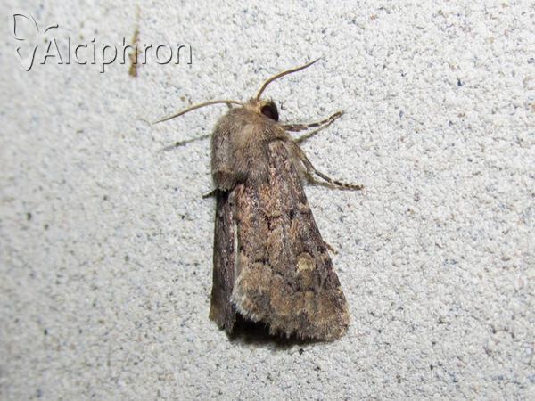 Luperina testacea