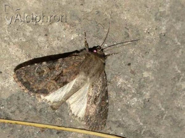 Luperina testacea