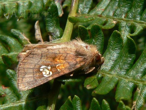 Amphipoea oculea