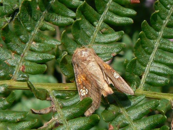 Amphipoea oculea