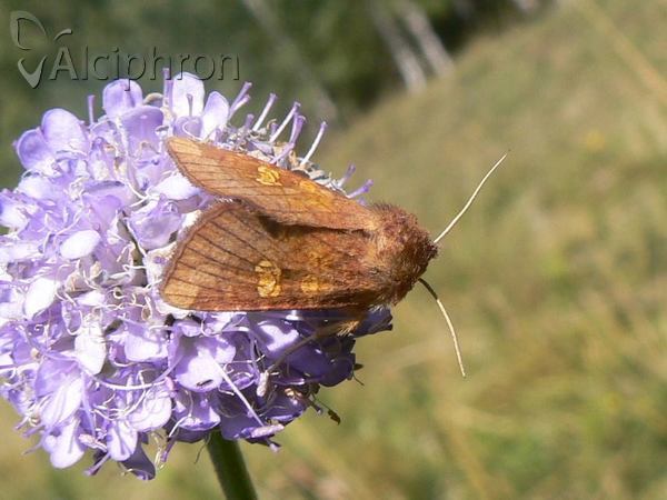 Amphipoea oculea