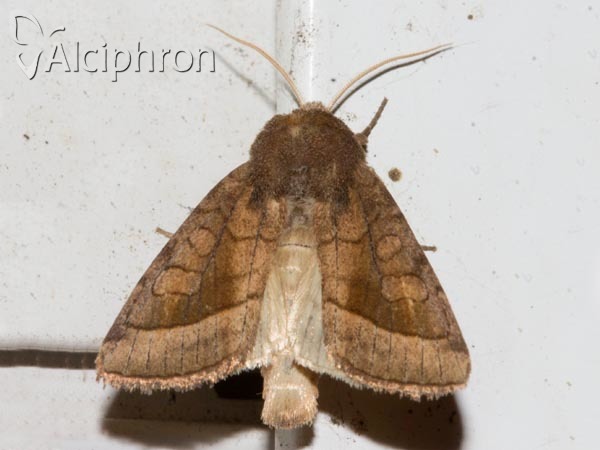 Hydraecia micacea