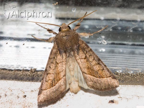 Hydraecia micacea