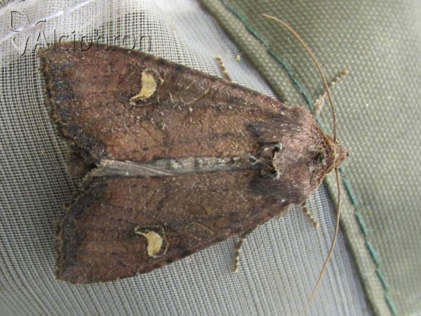 Helotropha leucostigma