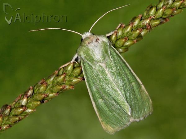 Calamia tridens
