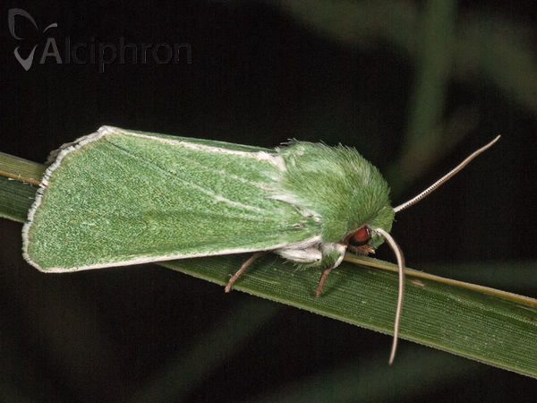 Calamia tridens