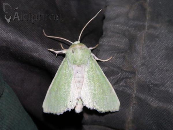 Calamia tridens