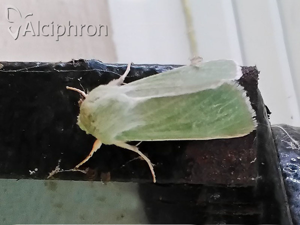 Calamia tridens