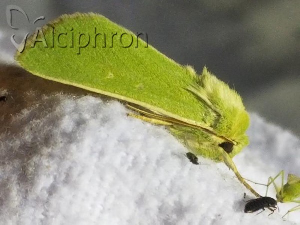 Calamia tridens
