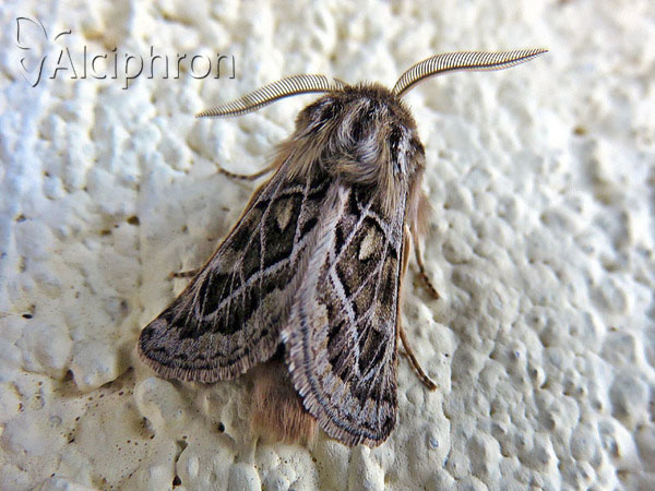 Ulochlaena hirta