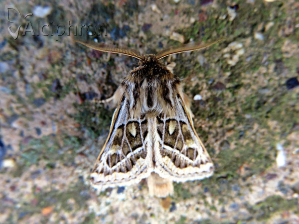 Ulochlaena hirta