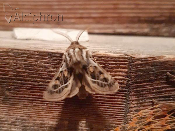 Ulochlaena hirta