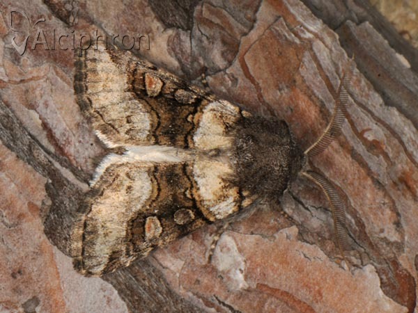 Cleoceris scoriacea