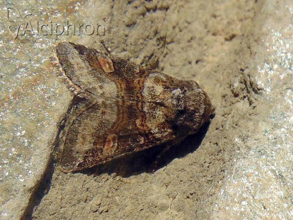 Cleoceris scoriacea