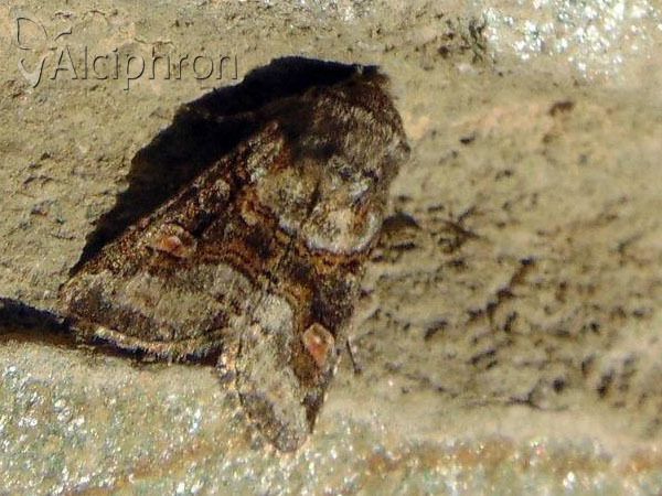 Cleoceris scoriacea