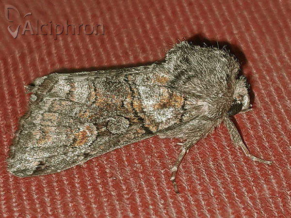 Cleoceris scoriacea