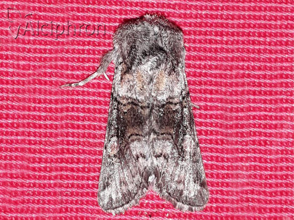 Cleoceris scoriacea