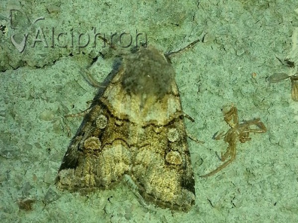 Cleoceris scoriacea