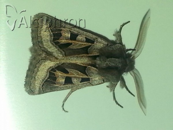 Episema glaucina