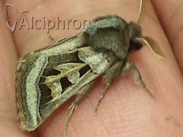 Episema glaucina